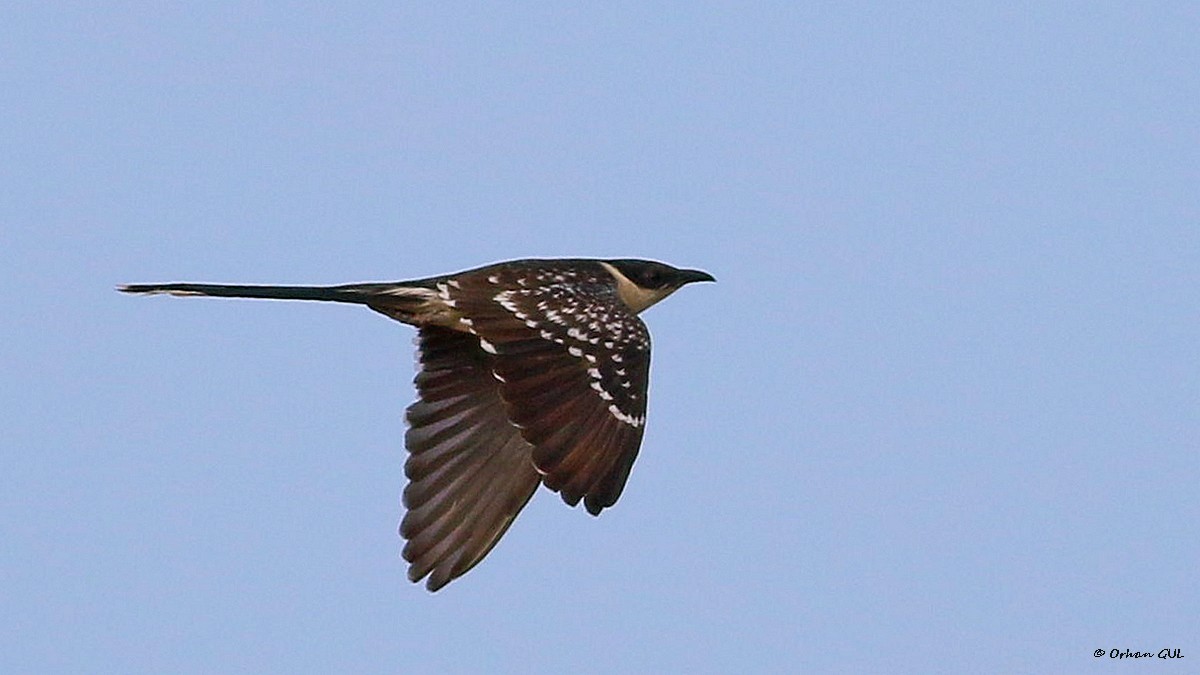 Great Spotted Cuckoo - ML324695241