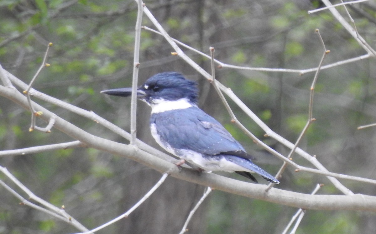 Belted Kingfisher - ML324696261