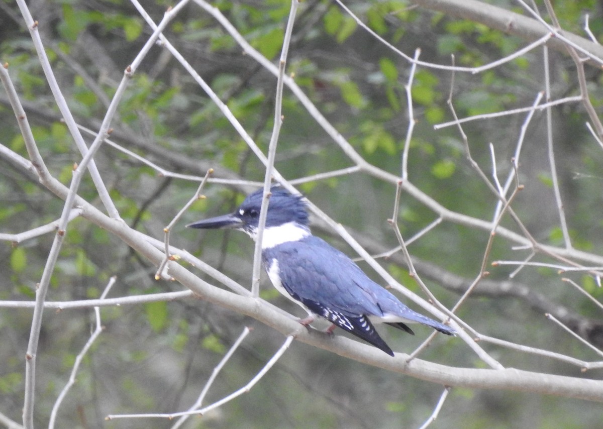 Belted Kingfisher - ML324696271