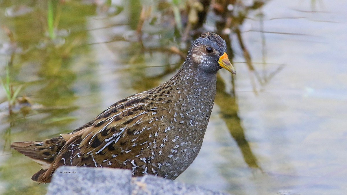 Spotted Crake - ML324698851