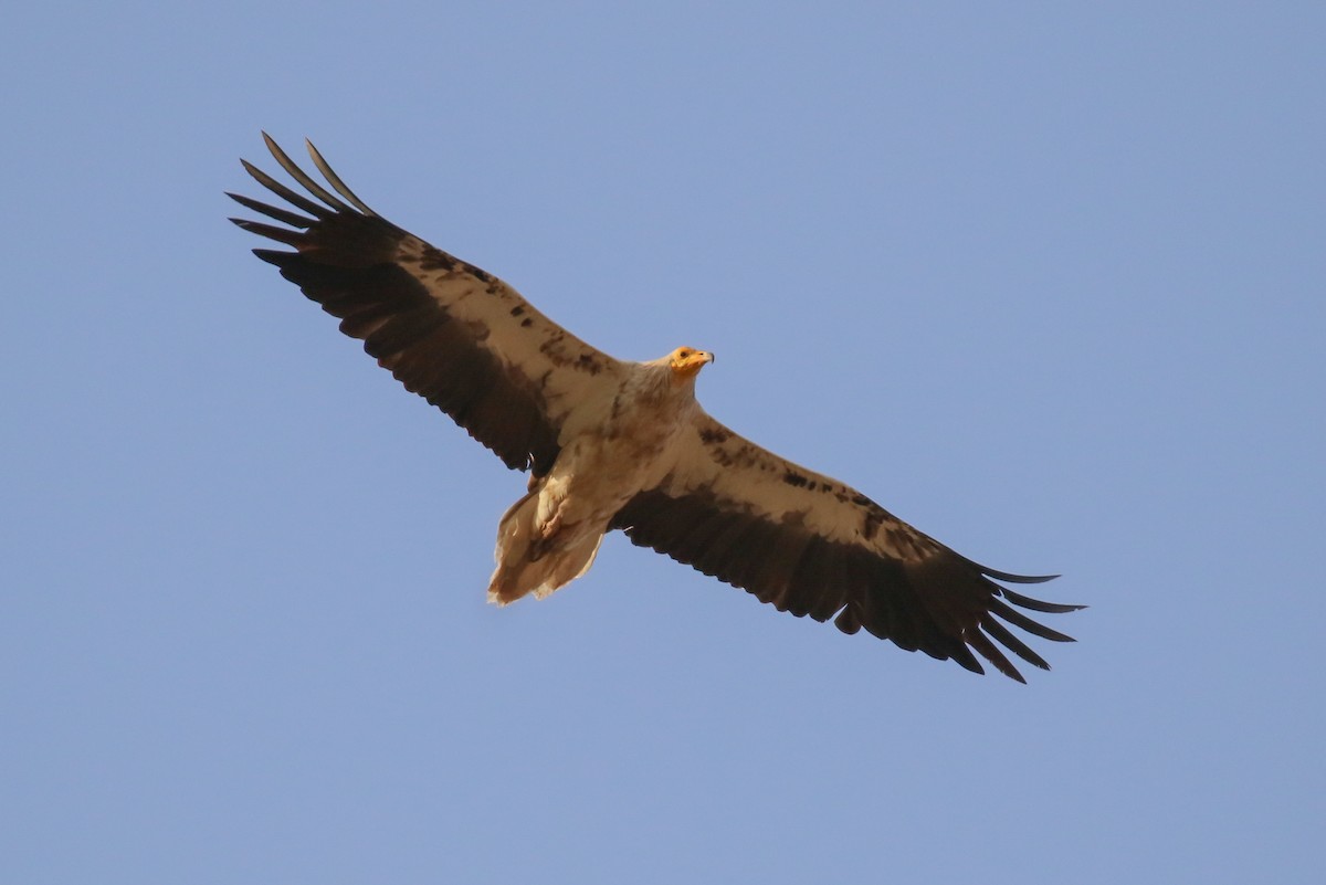 Egyptian Vulture - Fikret Ataşalan