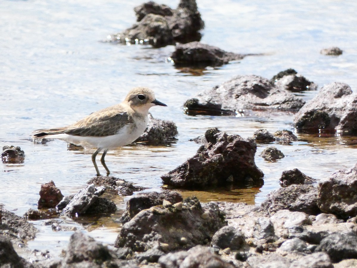 Double-banded Plover - Ian Melbourne