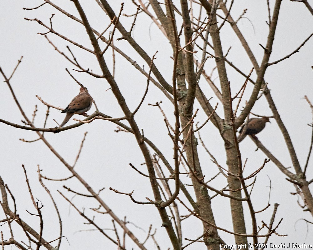 eBird Checklist - 7 Apr 2021 - 01 New Jersey, Skillman, home - 8 species