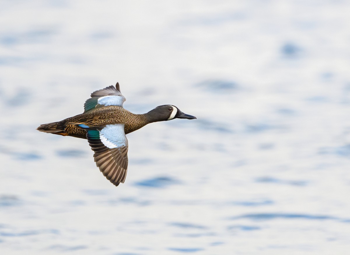 Blue-winged Teal - ML324702741