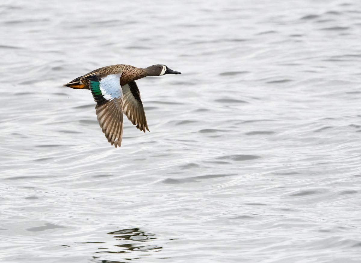 Blue-winged Teal - ML324702751