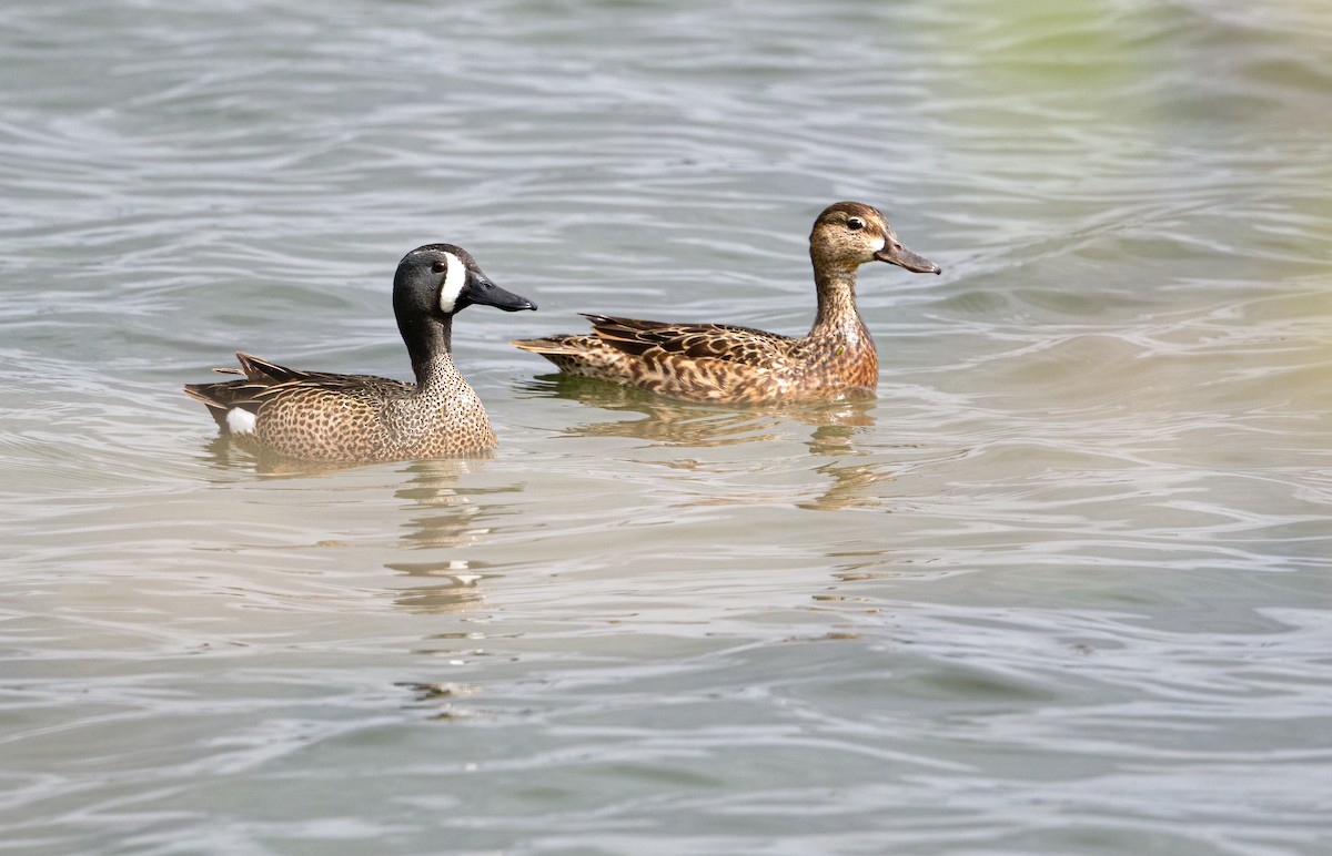 Blue-winged Teal - ML324702791