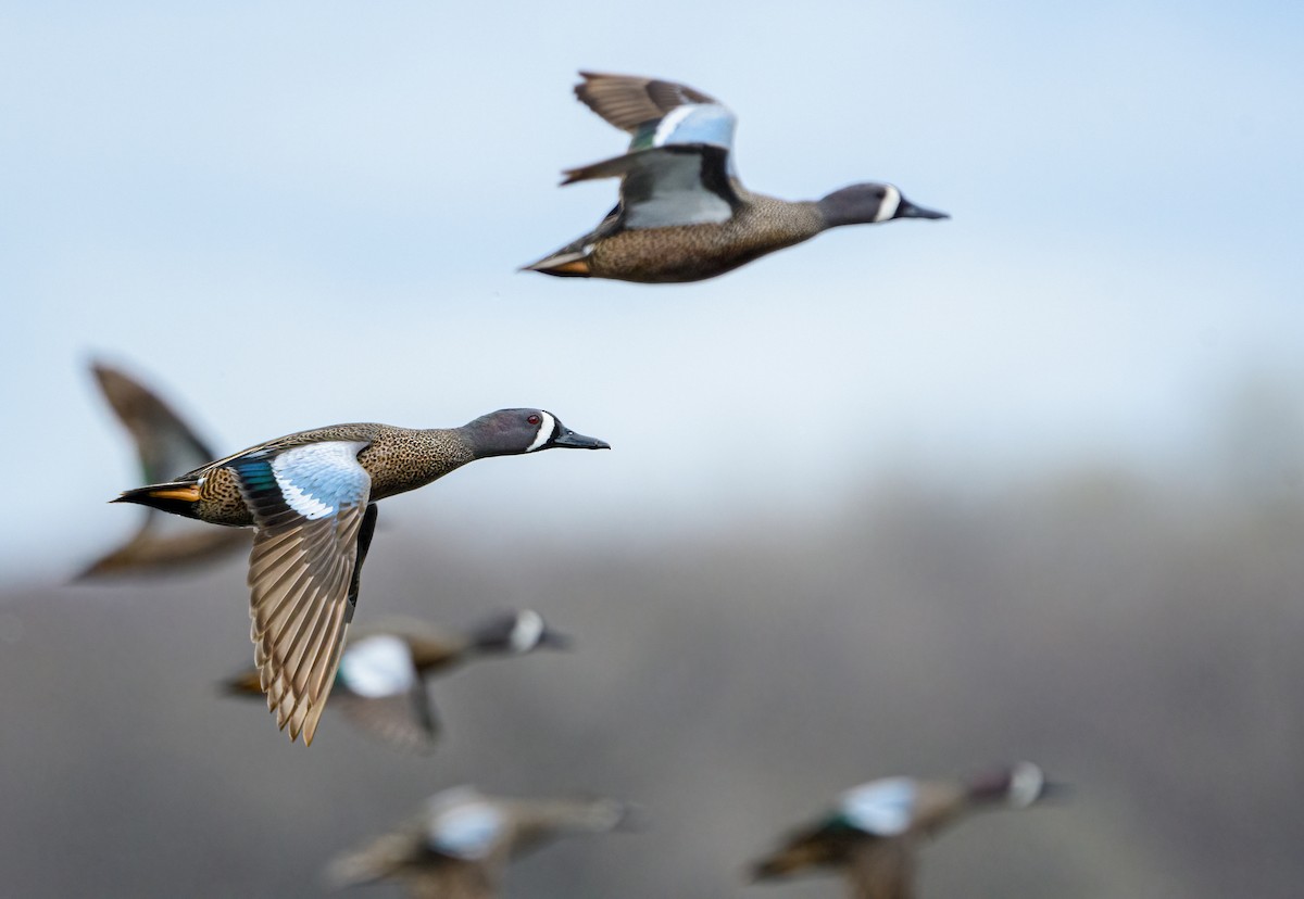 Blue-winged Teal - ML324702841