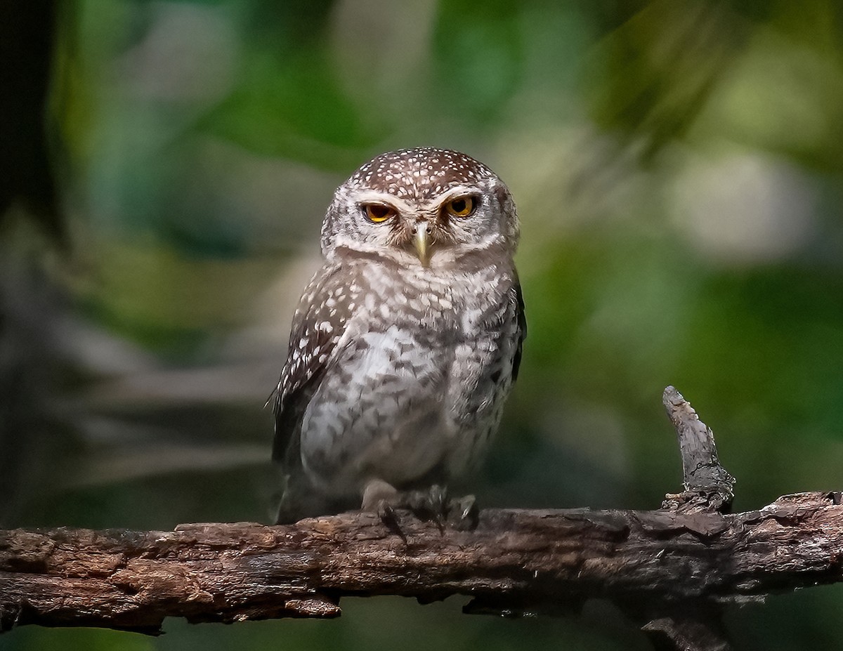 Spotted Owlet - ML324704981