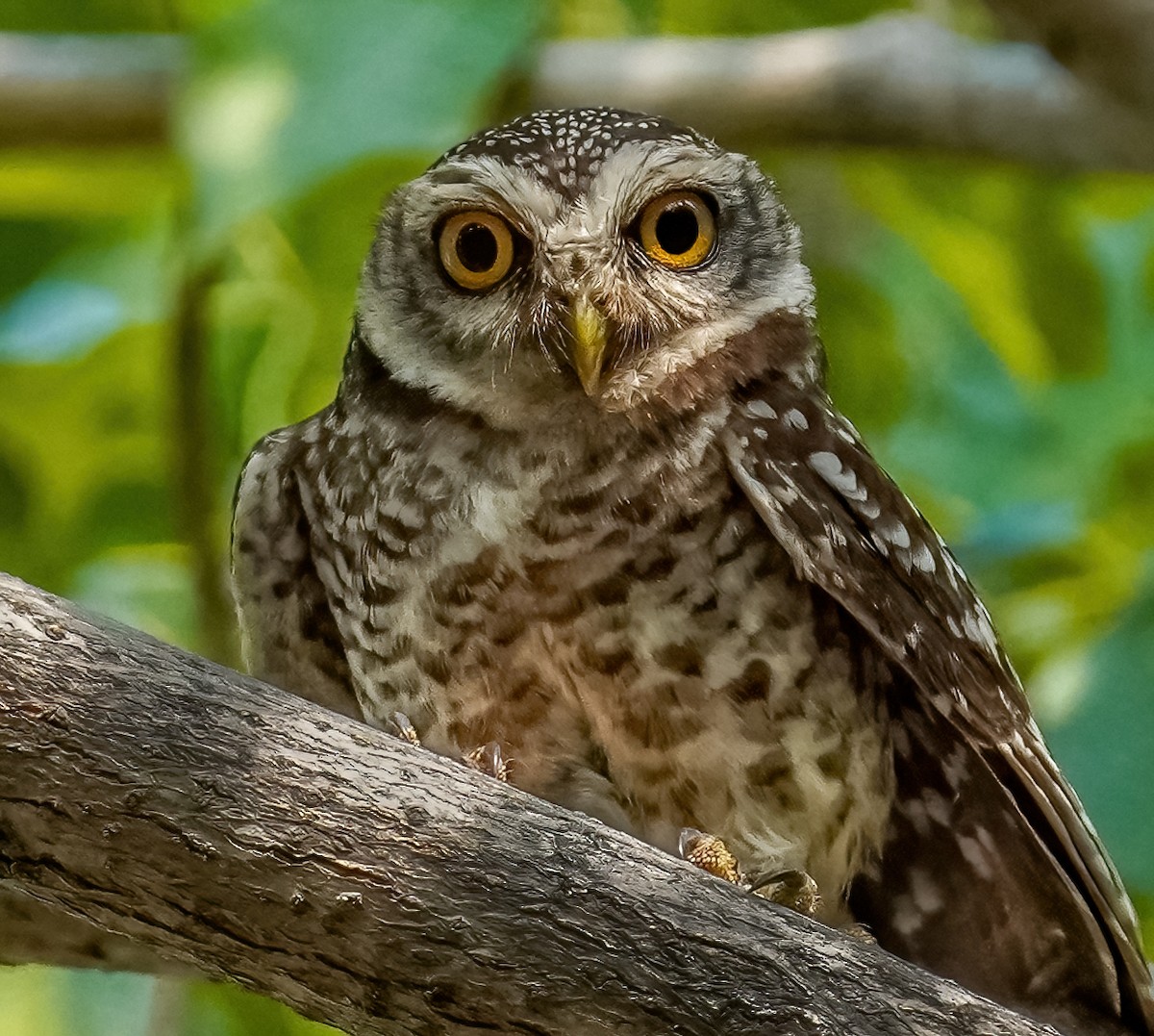 Spotted Owlet - ML324704991