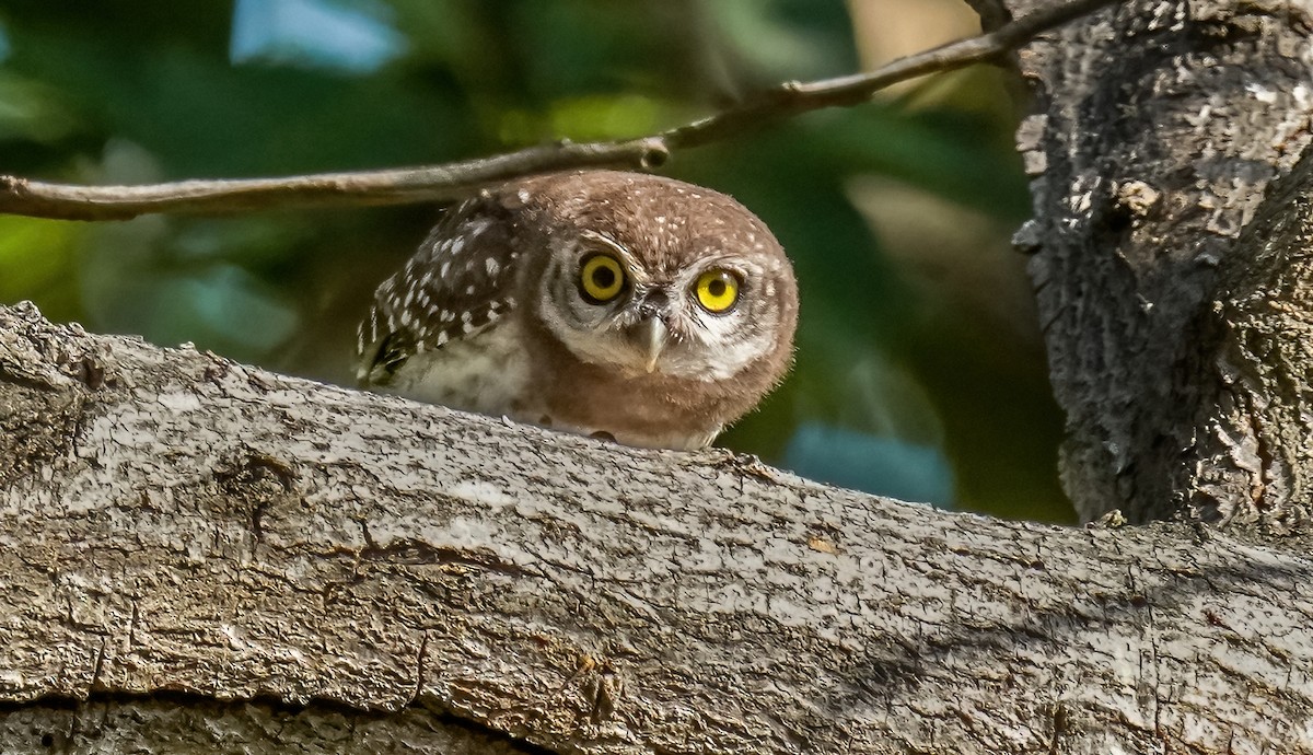 Spotted Owlet - ML324705001