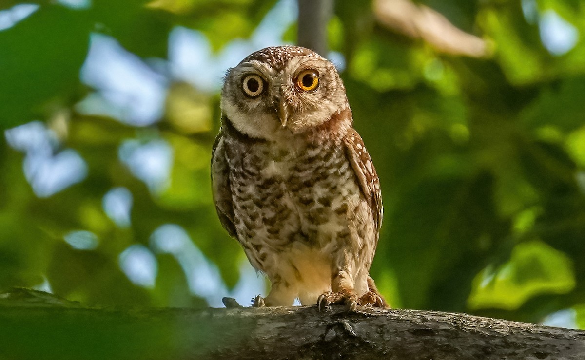 Spotted Owlet - LA Phanphon