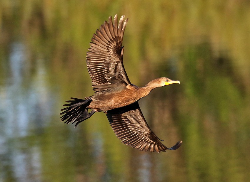 Double-crested Cormorant - Alan Versaw