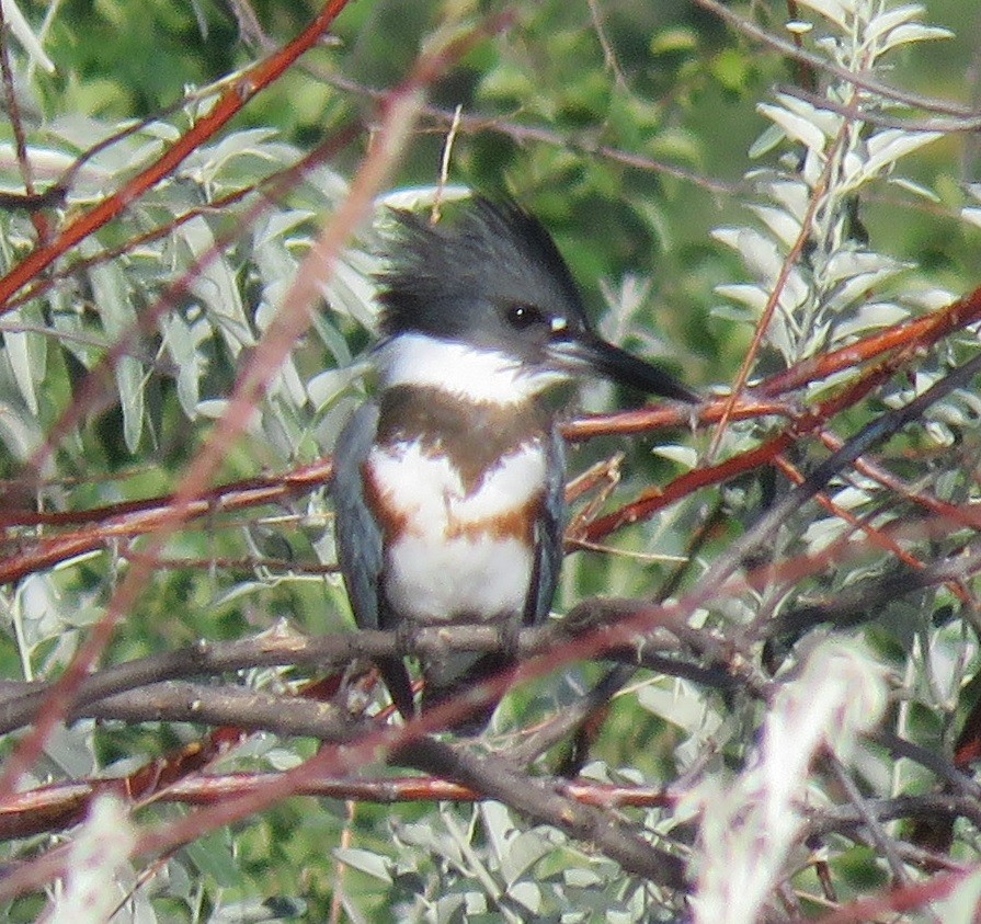 Belted Kingfisher - ML32471241