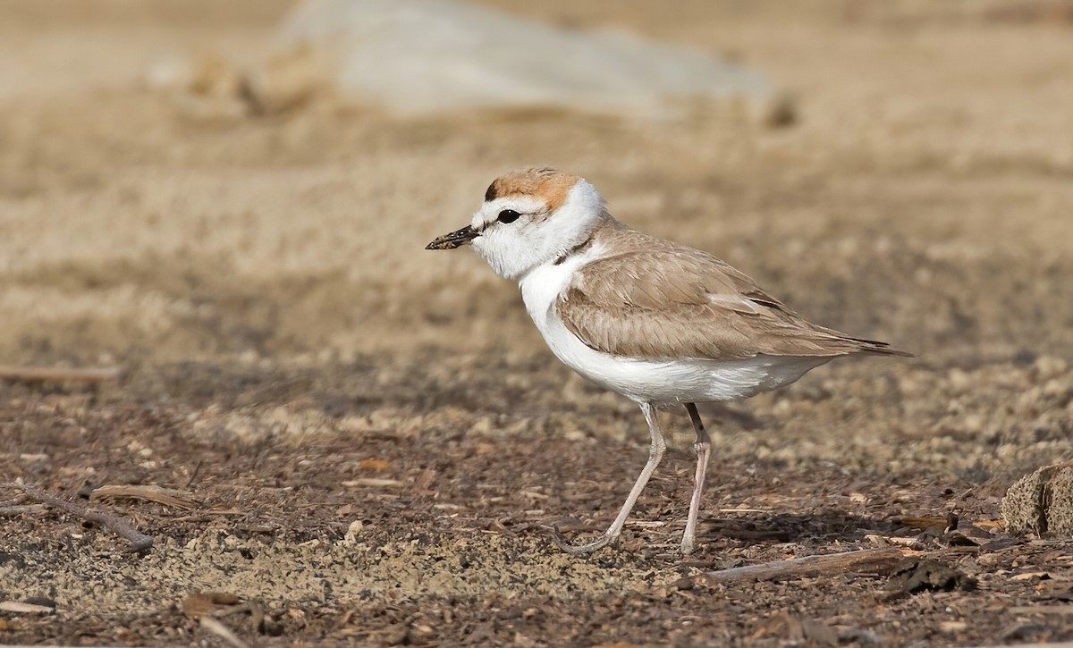 White-faced Plover - Dave Bakewell