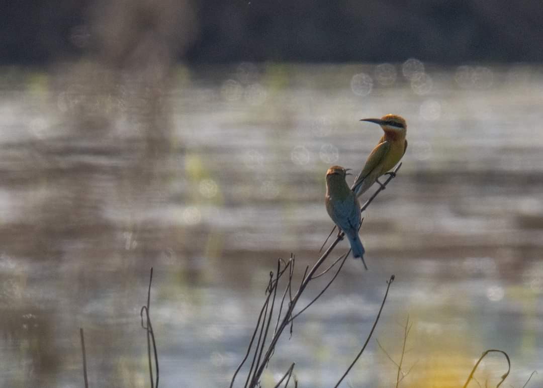 Blue-tailed Bee-eater - ML324718791