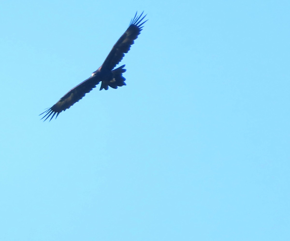 Wedge-tailed Eagle - ML324724351