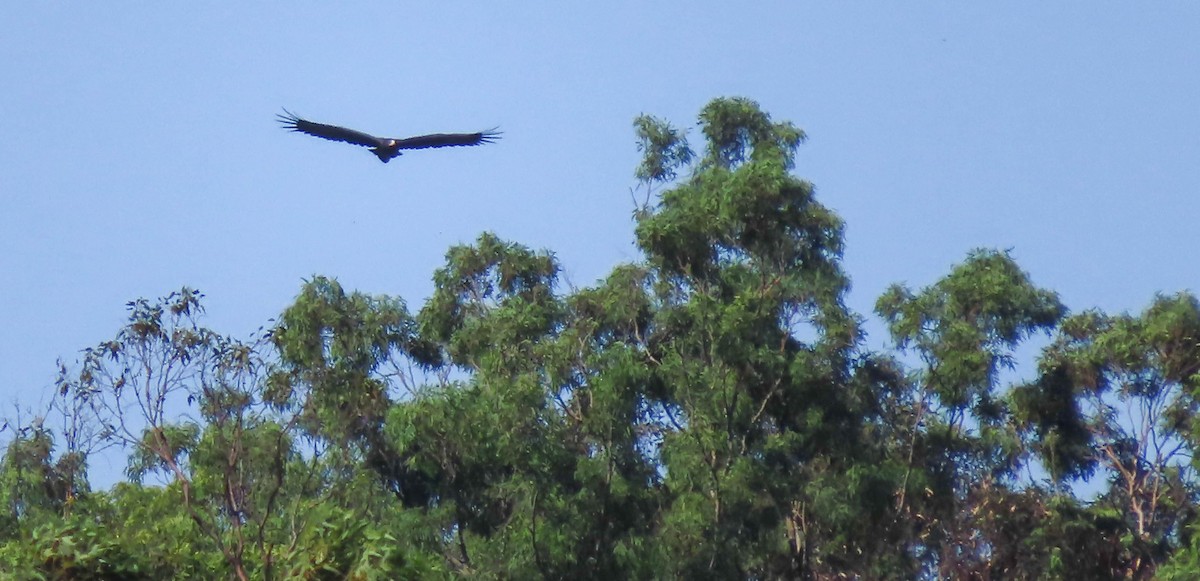 Wedge-tailed Eagle - ML324724391