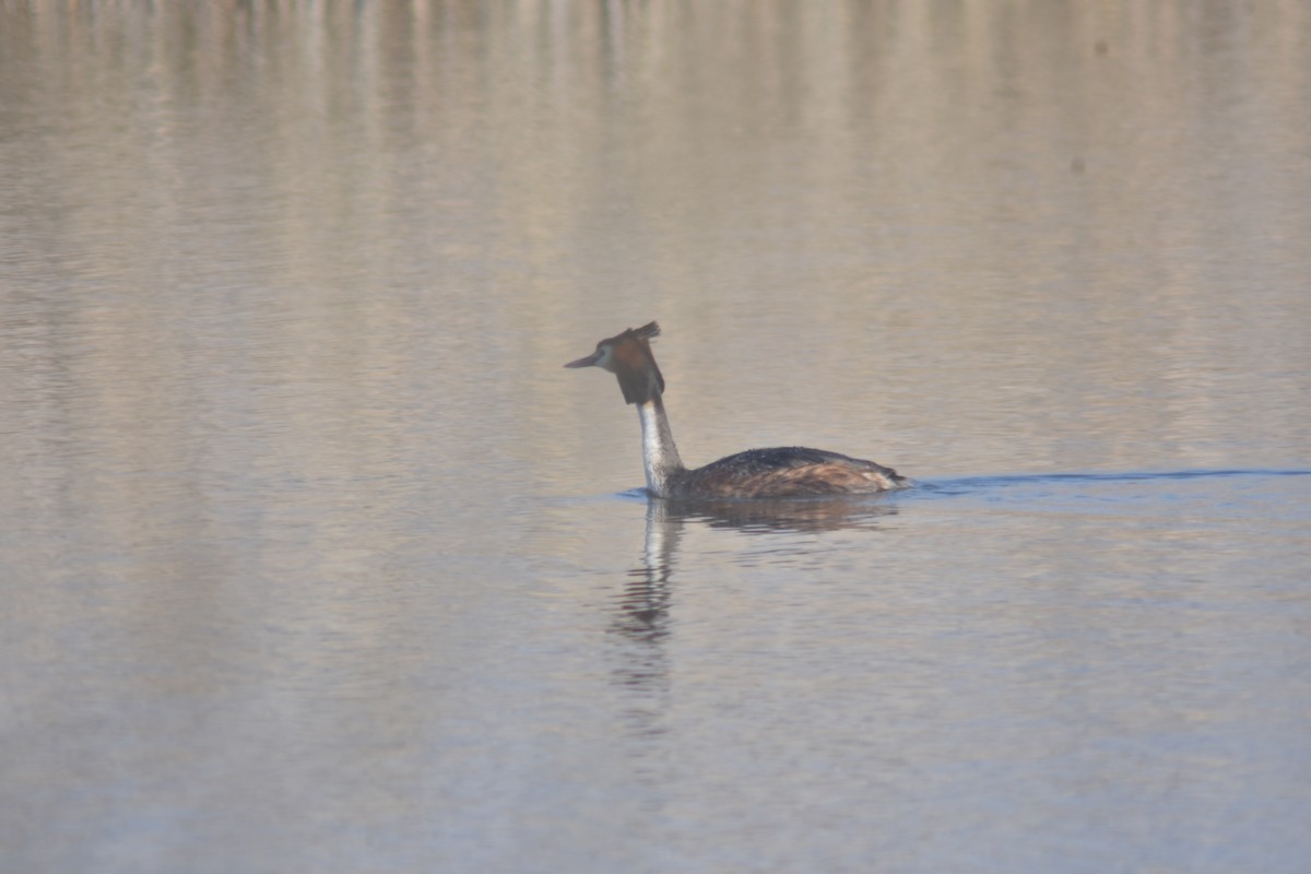Great Crested Grebe - ML324724901