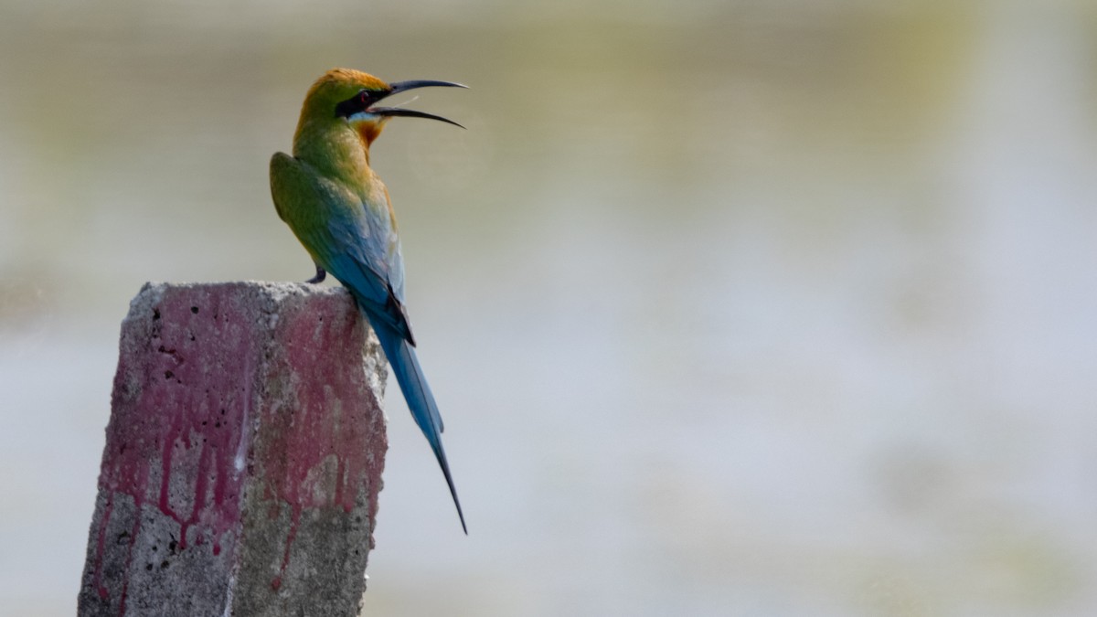 Blue-tailed Bee-eater - ML324732121