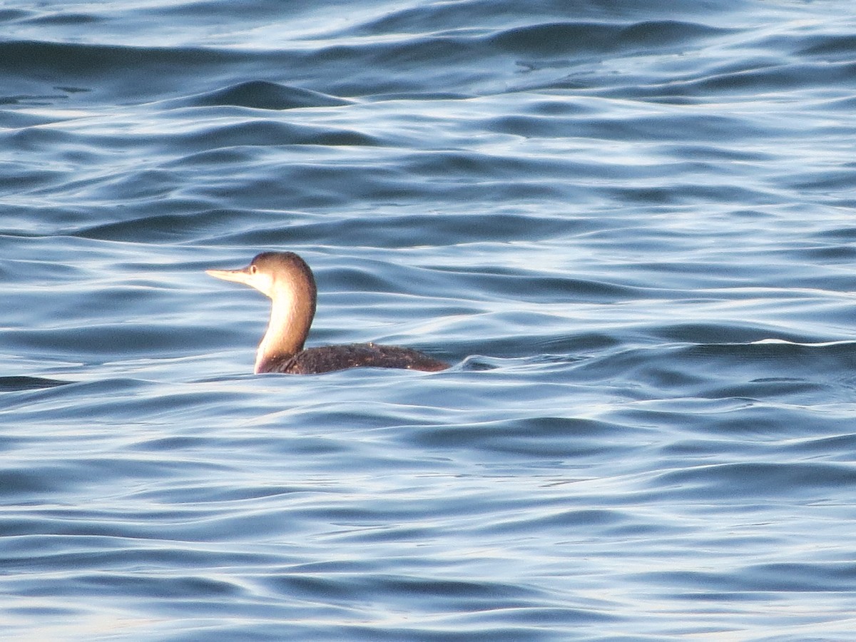 Red-throated Loon - ML324736401