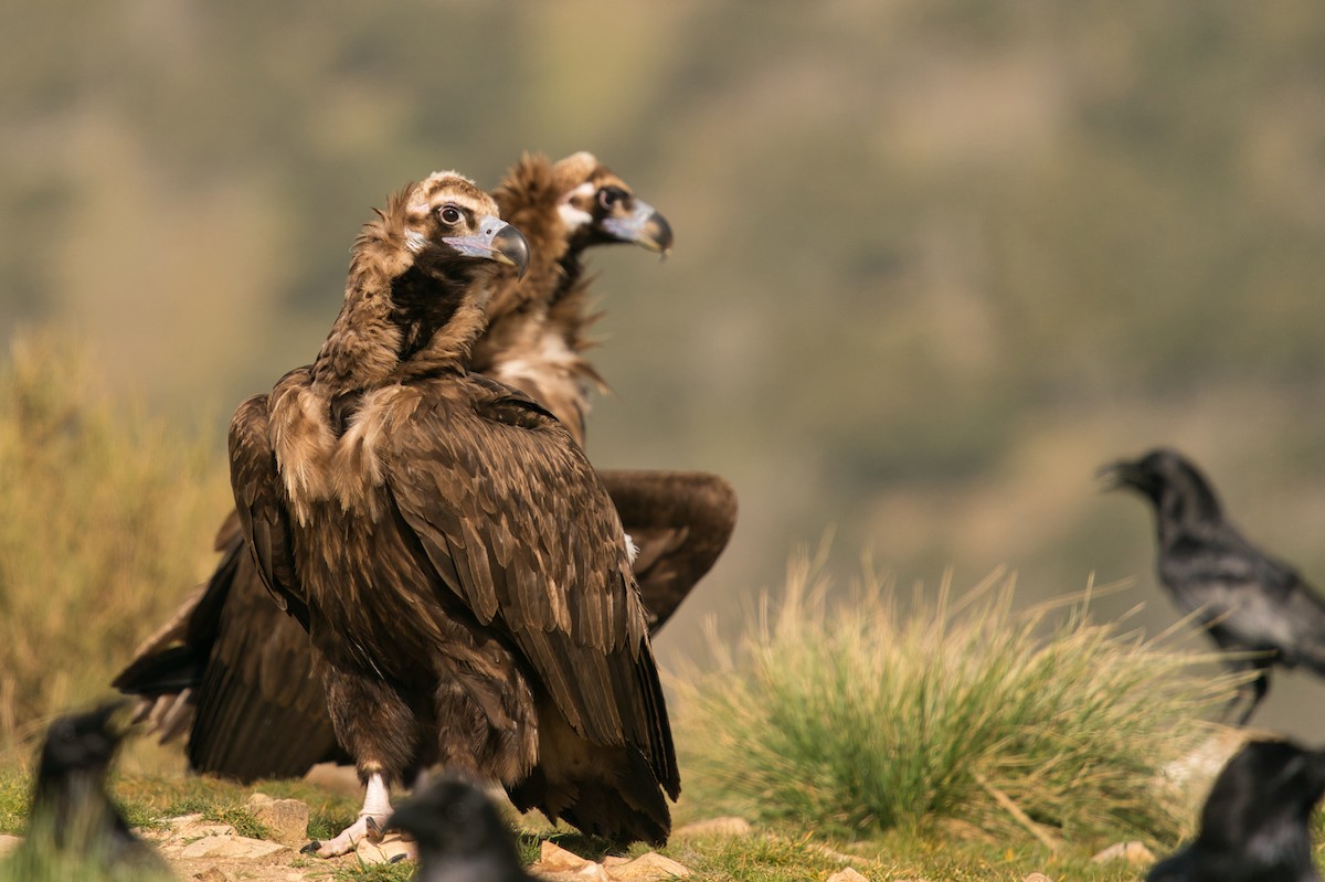 Cinereous Vulture - Manu Álvarez