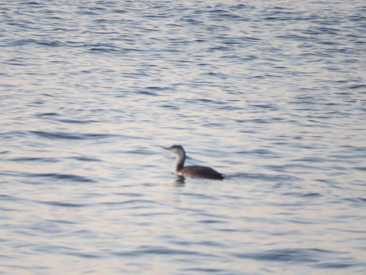 Red-throated Loon - ML324740531