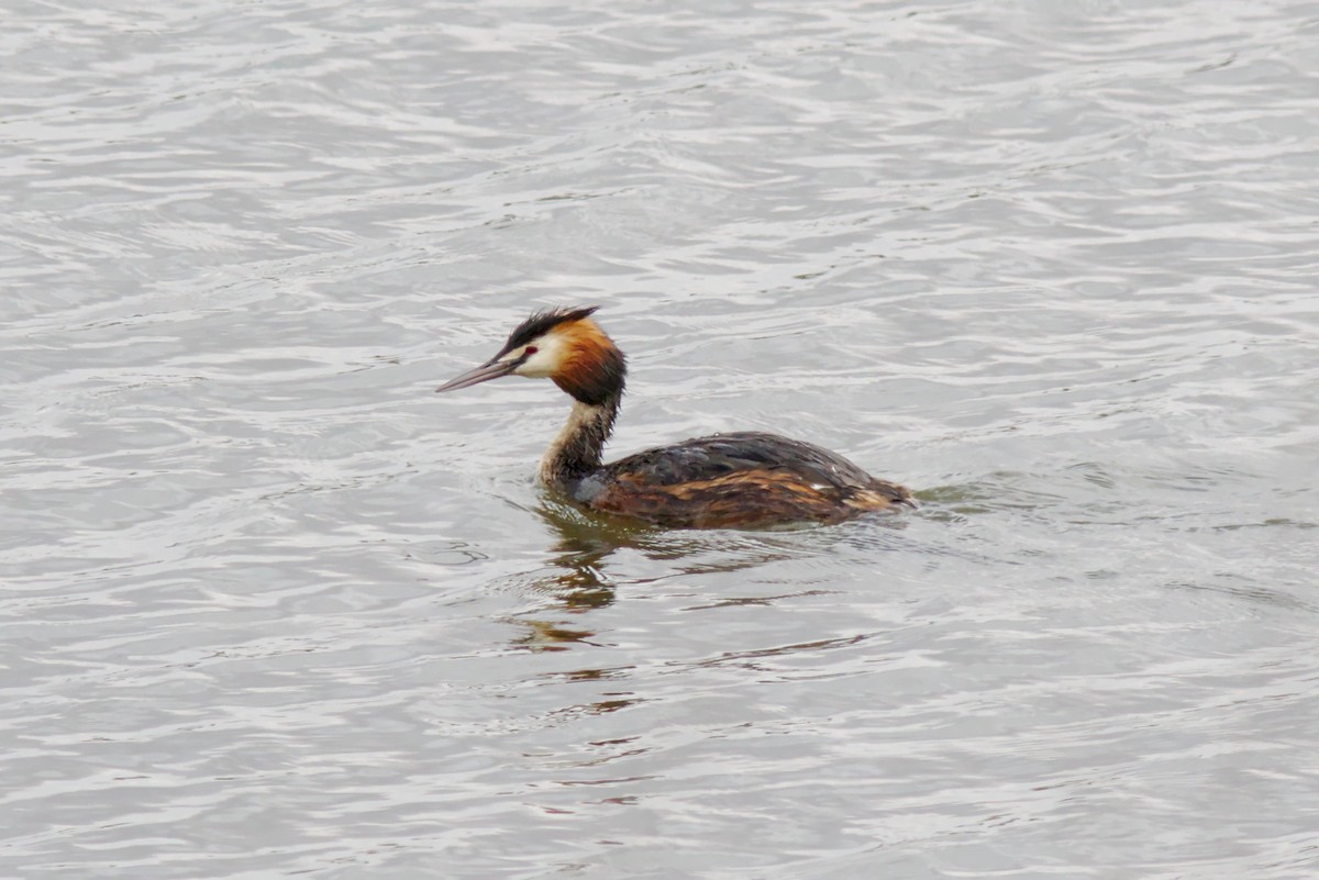 Great Crested Grebe - ML324740891