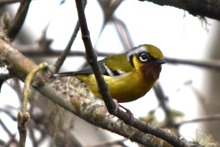 Black-eared Shrike-Babbler - hemraj duraiswami