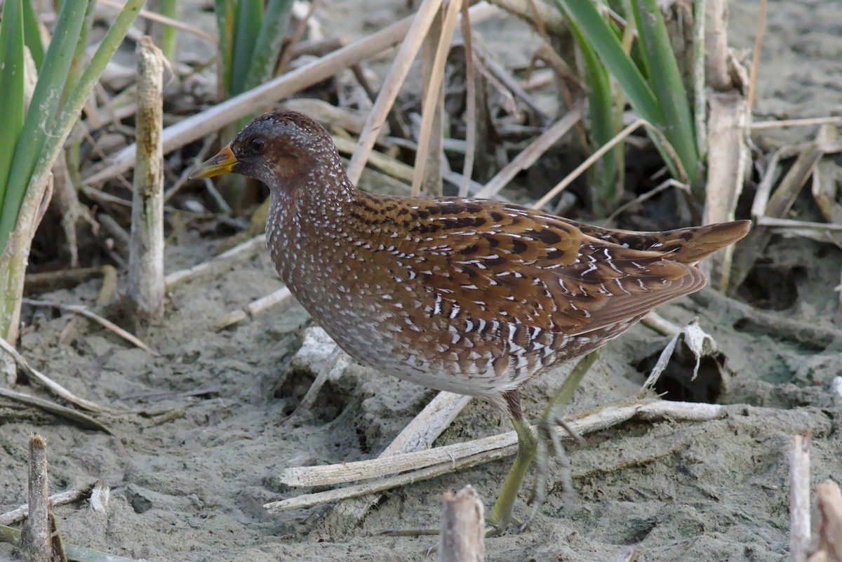Spotted Crake - ML324746231