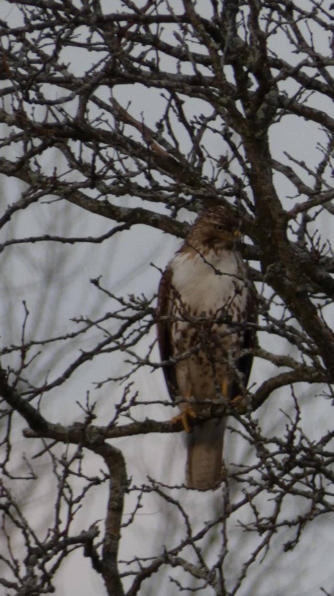Red-tailed Hawk - Mary Winegar