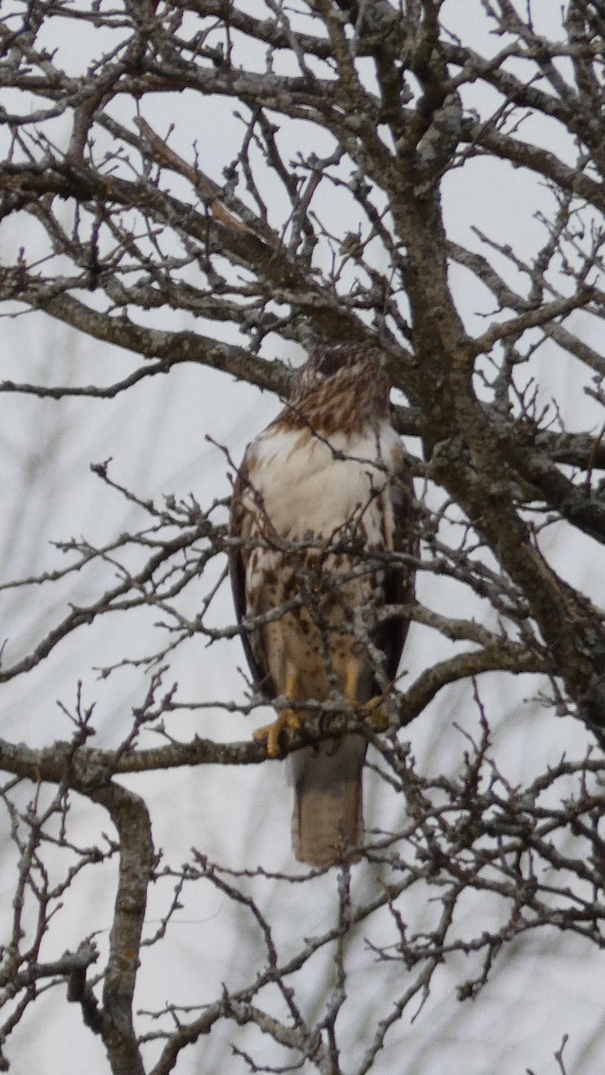Red-tailed Hawk - ML324747591
