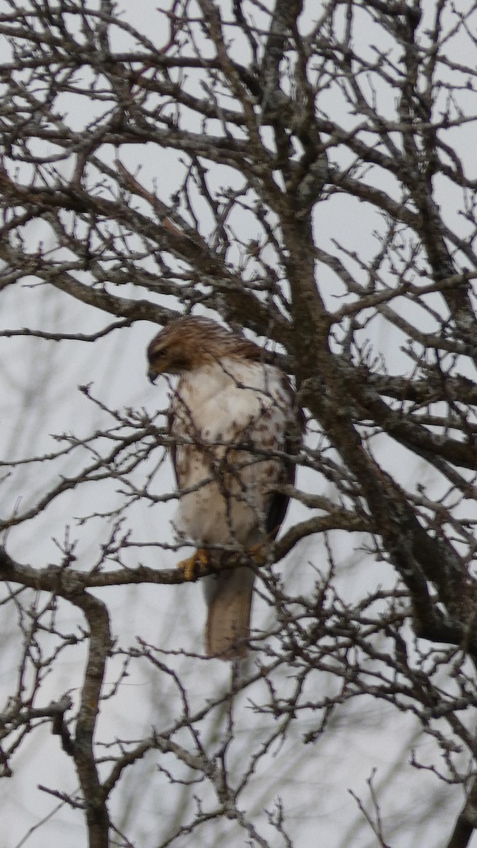 Red-tailed Hawk - Mary Winegar