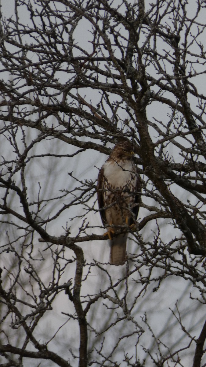 Red-tailed Hawk - ML324747611