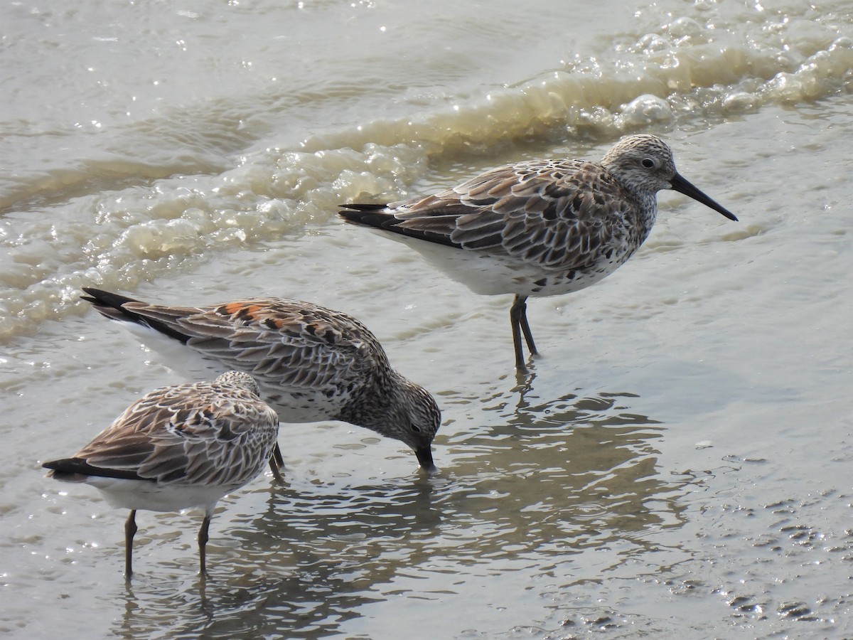 Great Knot - ML324752711