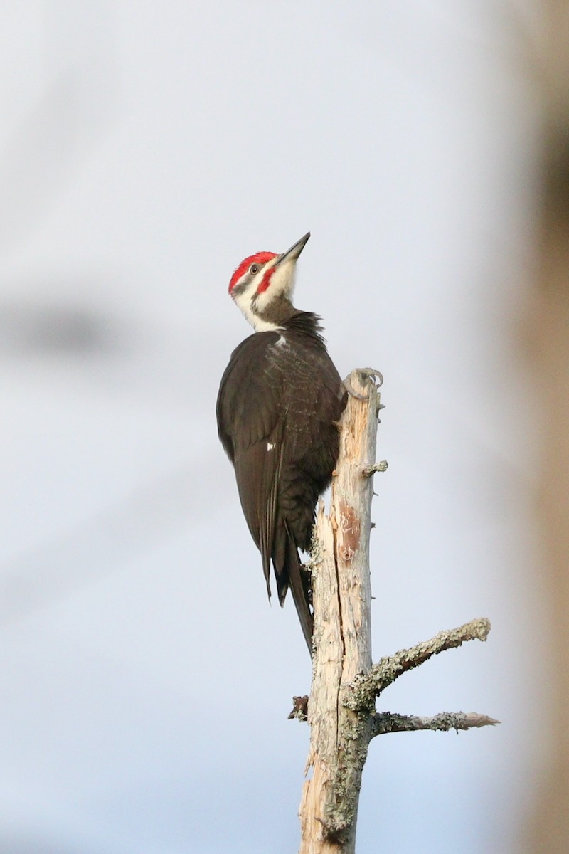 Pileated Woodpecker - Aaron Marshall