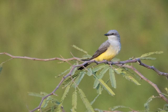 Western Kingbird