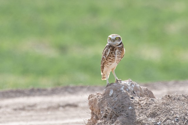 Burrowing Owl