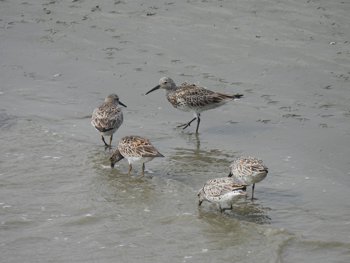 Great Knot - ML324755081
