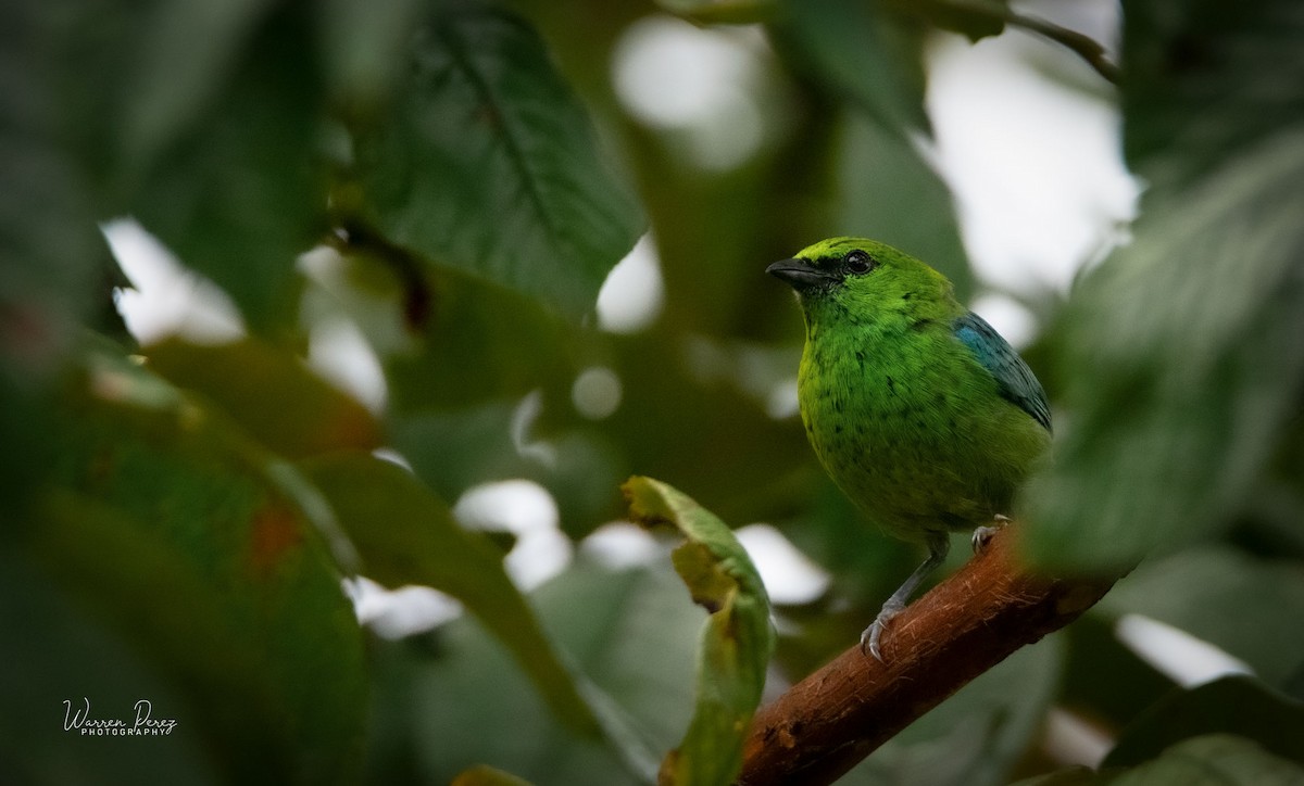 Dotted Tanager - ML324760541