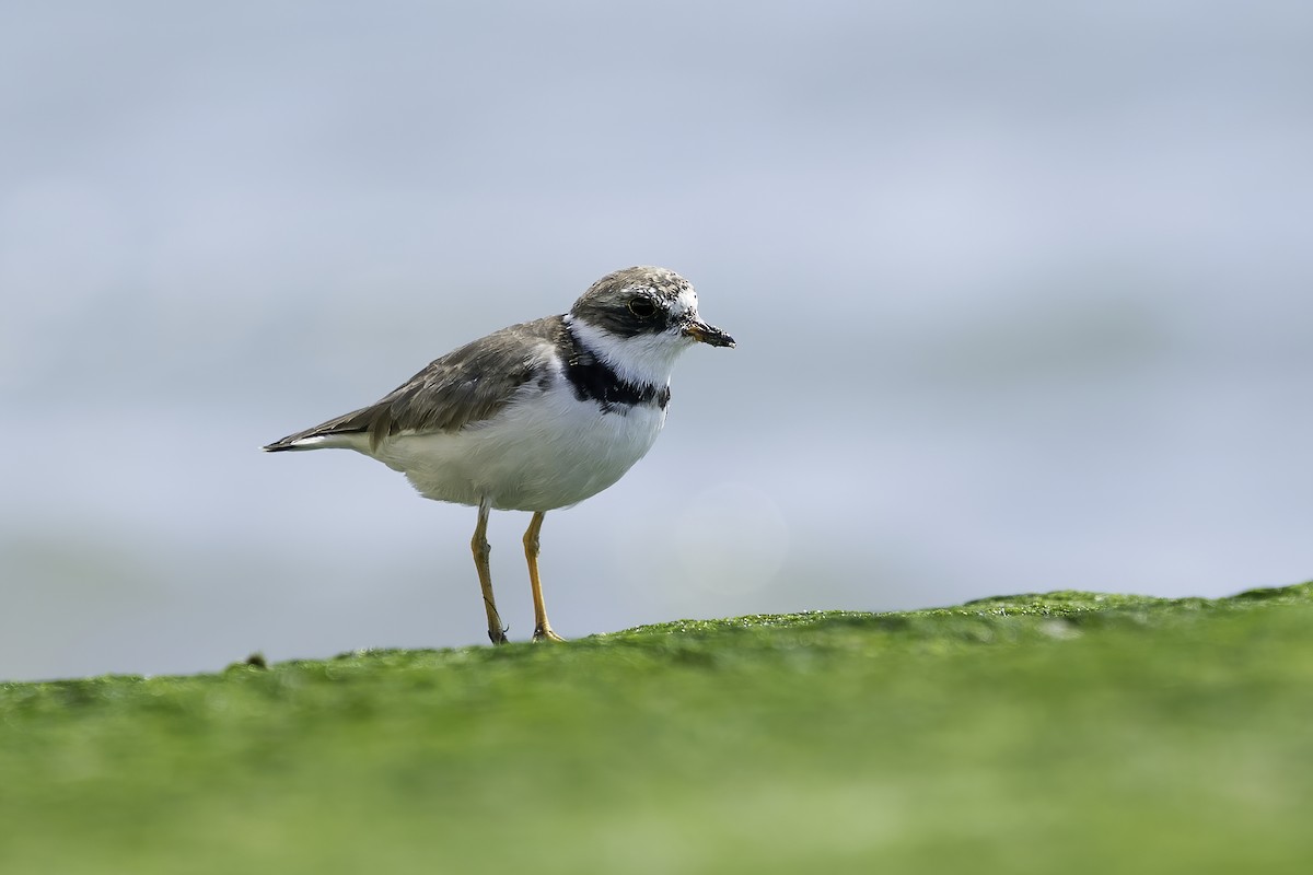 Semipalmated Plover - Derek Lecy