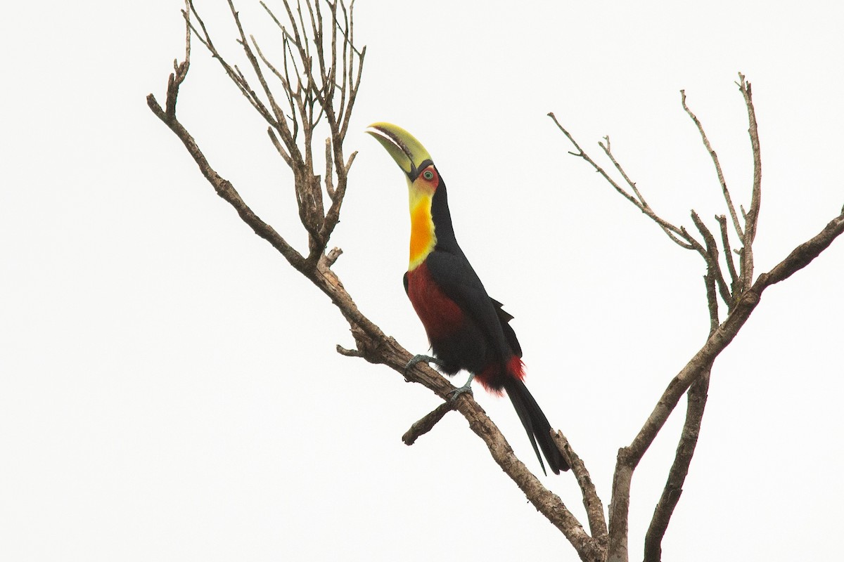 Red-breasted Toucan - ML324768101