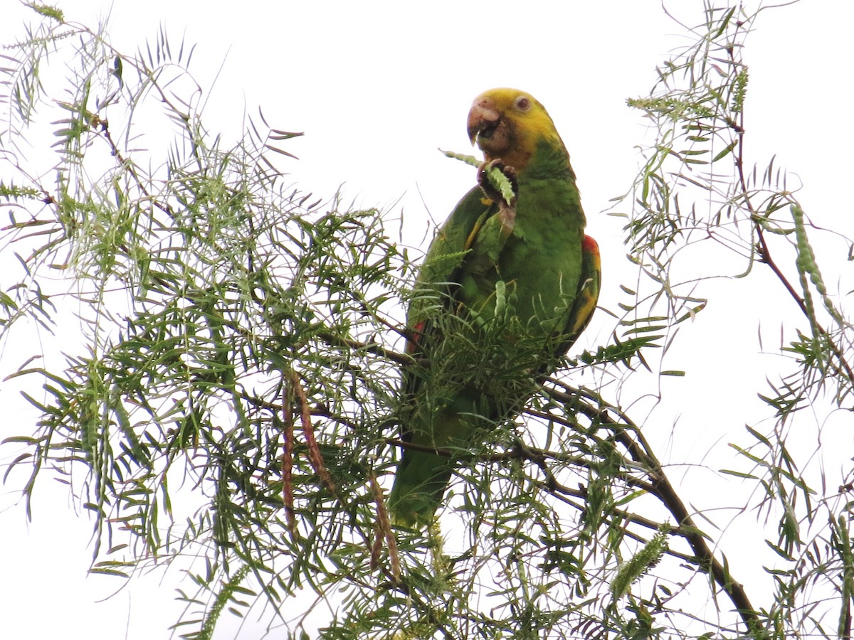 Yellow-headed Parrot - John Brush