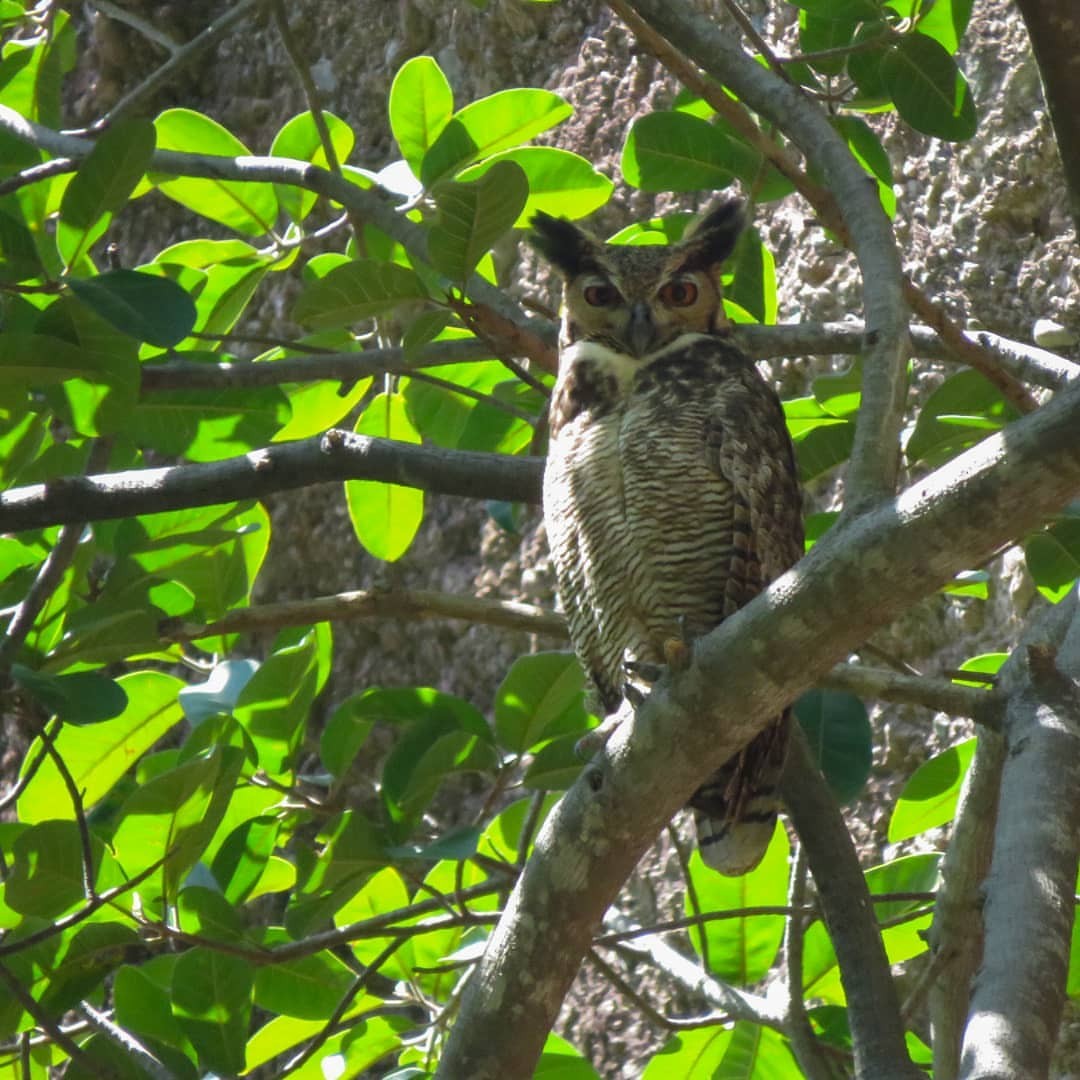 Great Horned Owl - ML324769351