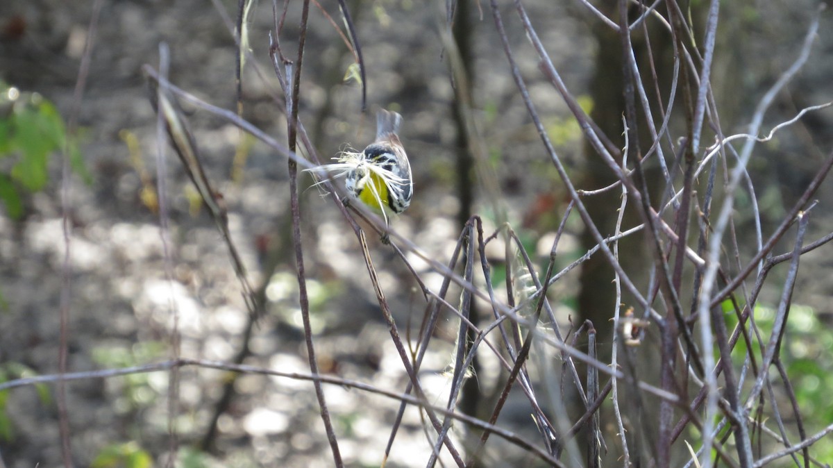 Yellow-throated Warbler - ML324769651