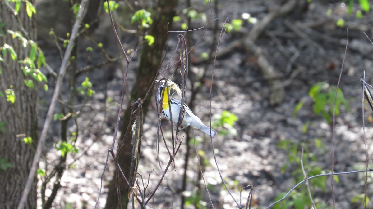 Yellow-throated Warbler - ML324769661