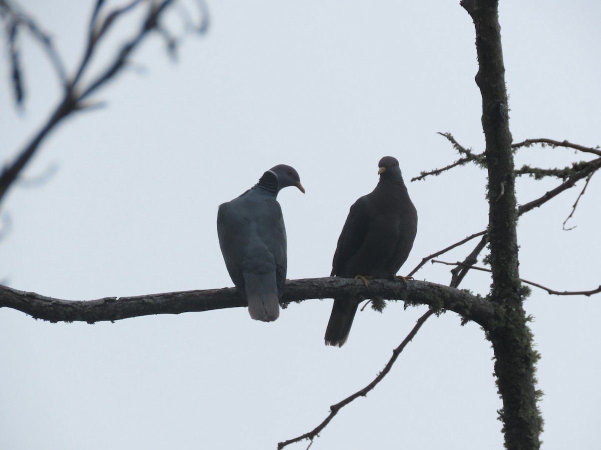 Band-tailed Pigeon - ML324771841