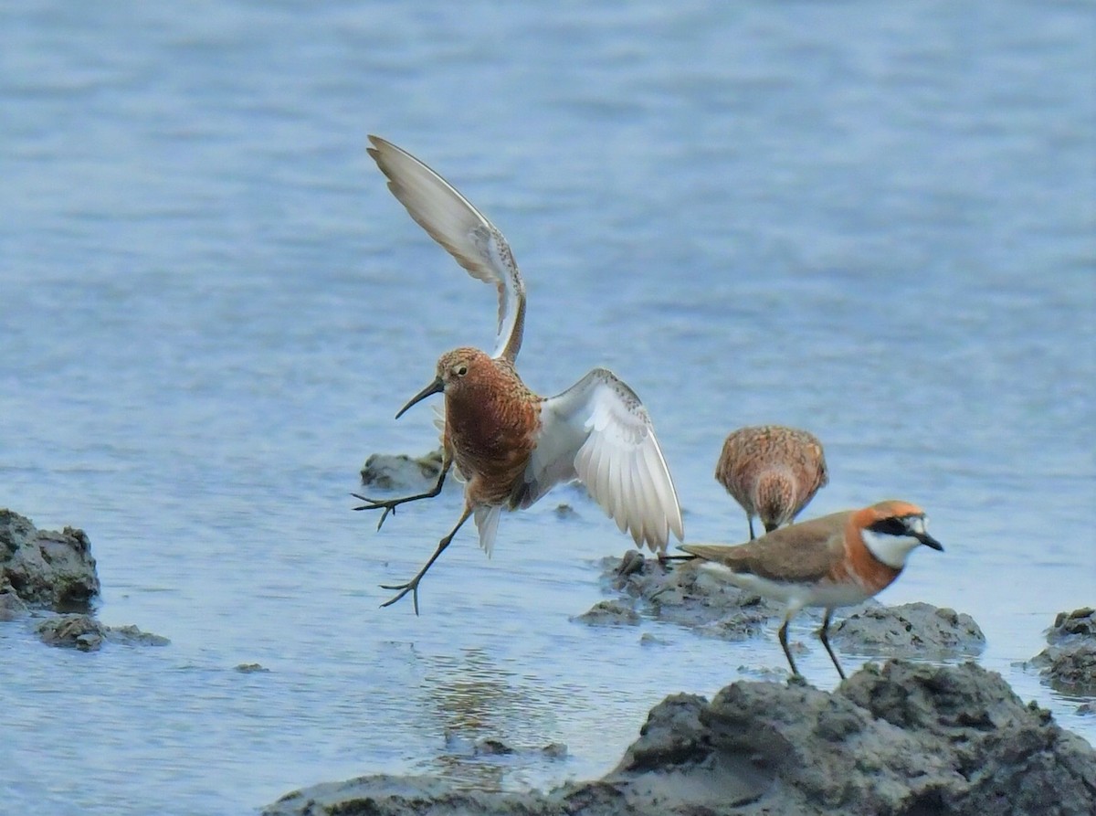 Curlew Sandpiper - Yi Ming（逸明） Chen（陳）