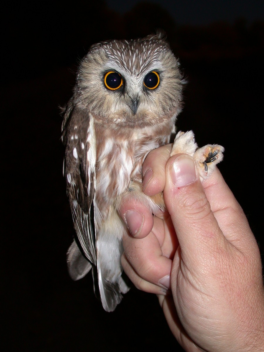 Northern Saw-whet Owl - ML32477491