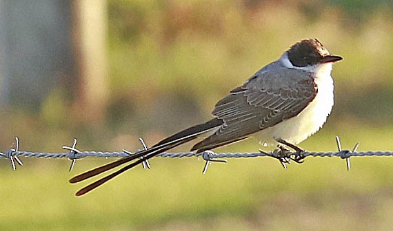 Fork-tailed Flycatcher - Iliana Stokes