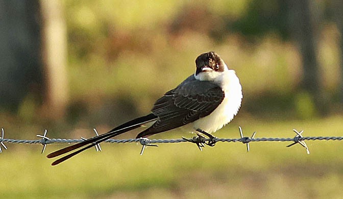 Fork-tailed Flycatcher - ML324776161